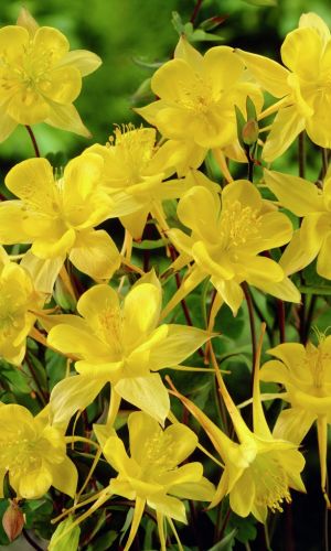 Аквилегия ЖЁЛТАЯ ЗВЕЗДА