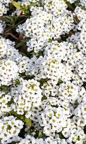 Алиссум БИМБО БЕЛЫЙ