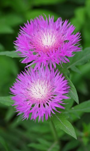 Амбербоа мускатный СУЛТАН РОЗОВЫЙ