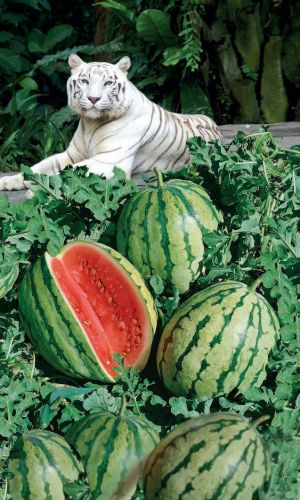 Арбуз БЕЛЫЙ ТИГР