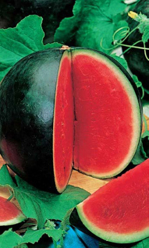 Арбуз ПАНОННИЯ F1