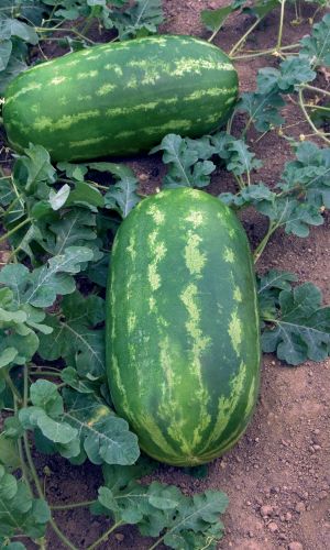 Арбуз САХАРНАЯ ИЗБУШКА