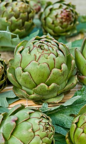 Артишок КРАСАВЕЦ