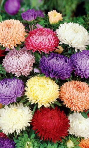 Астра АМЕРИКАНСКАЯ КРАСАВИЦА густомахровая