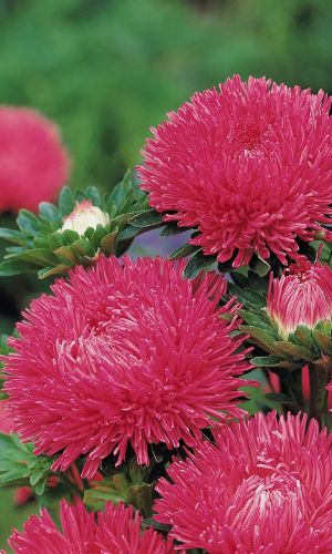 Астра АССОЛЬ