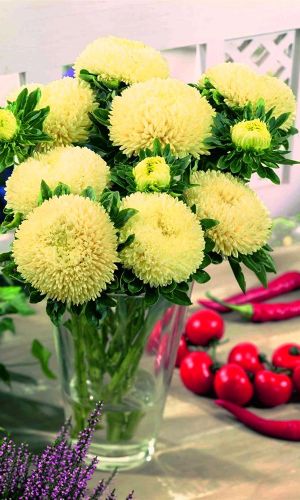 Астра БАЛУН ЖЁЛТАЯ