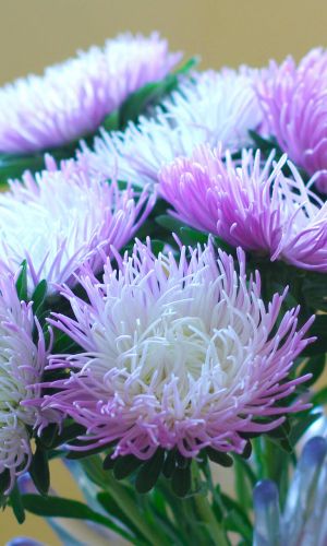 Астра БЕНГАЛ