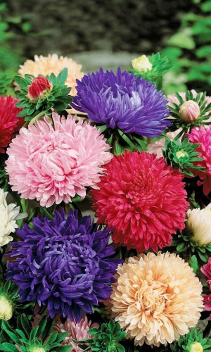 Астра БУКЕТНАЯ СМЕСЬ