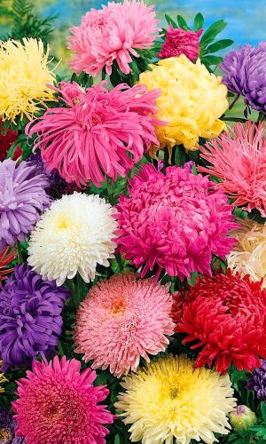 Астра ДЕНЬ ЗНАНИЙ