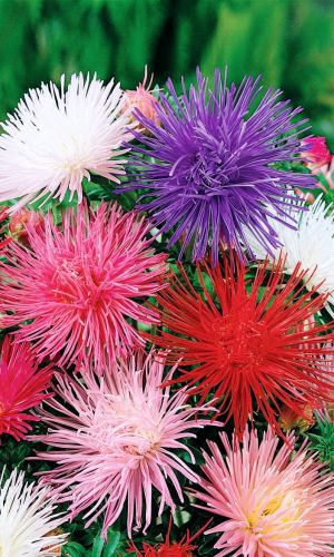 Астра ГИГАНТСКИЕ ЛУЧИ игольчатая