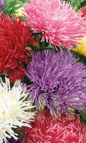 Астра СМЕСЬ ОКРАСОК коготковая