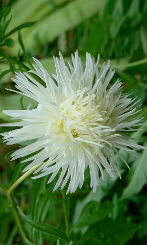 Астра КОМИЛЬФО