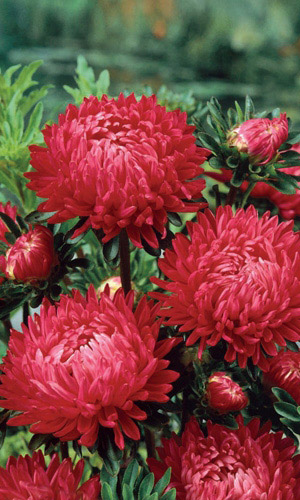 Астра КОРОЛЕВА В КРАСНОМ