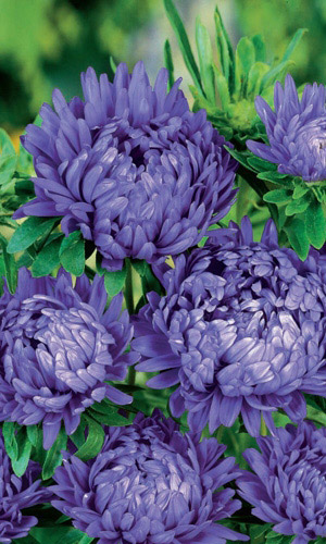 Астра КОРОЛЕВА В СИНЕМ