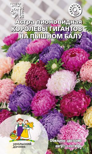 Астра КОРОЛЕВЫ ГИГАНТОВ НА ПЫШНОМ БАЛУ