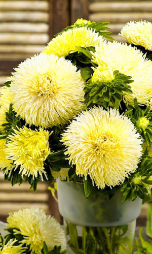 Астра КРАЛЛЕН ГОЛД