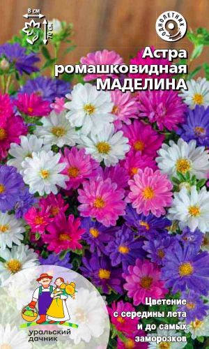 Астра МАДЕЛИНА — Ромашковидный тип!