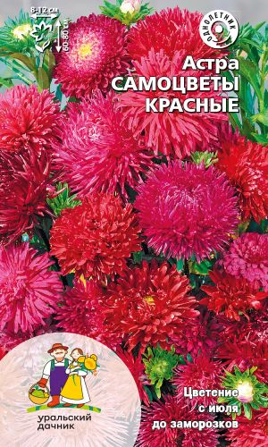 Астра САМОЦВЕТЫ КРАСНЫЕ