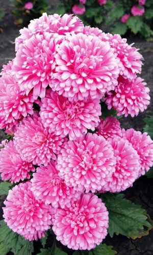 Астра САШЕНЬКА