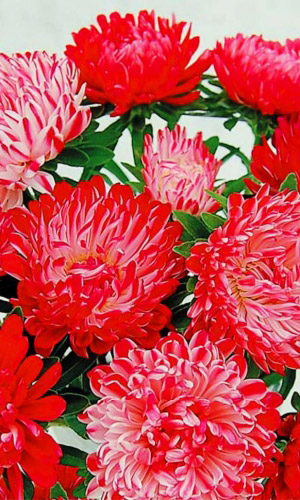 Астра СЕДАЯ ДАМА КРАСНАЯ