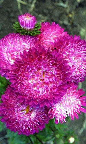 Астра СЕДАЯ ДАМА