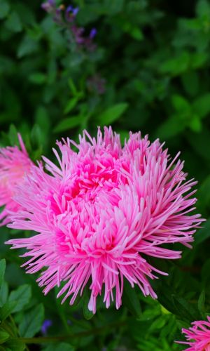 Астра ТАТЬЯНИН ДЕНЬ