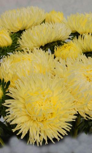 Астра ЗОЛОТАЯ