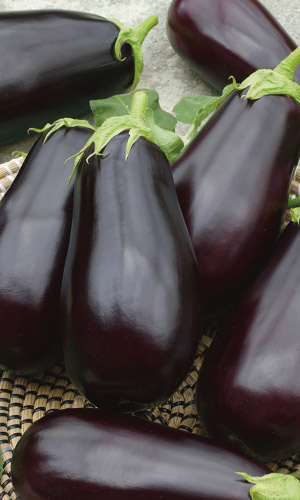 Баклажан СОЛЯРИС