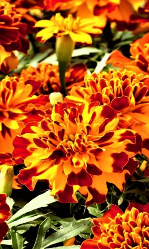 Бархатцы АЛЮМИЯ КРЕМ-БРЮЛЕ