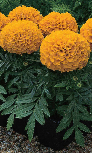 Бархатцы БУРКЕ ГОЛЬД