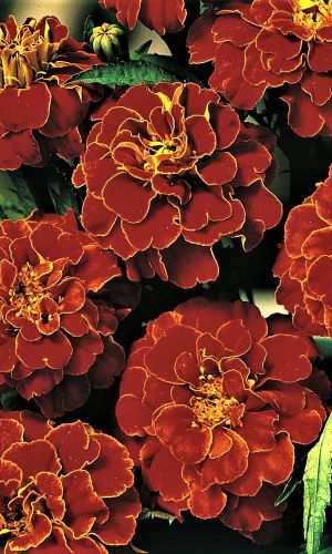 Бархатцы КРАСНАЯ ВИШНЯ