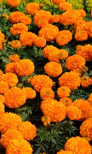 Бархатцы ОРАНЖЕВОЕ ПЛАМЯ
