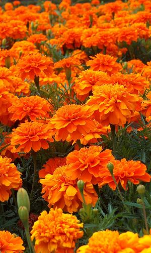 Бархатцы ПЕТИТ ОРАНЖЕВЫЕ