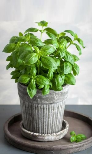 Базилик БАЛКОННОЕ ЧУДО