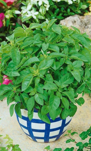 Базилик КАРАМЕЛЬНЫЙ