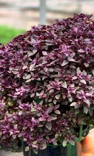 Базилик КРЫМЧАНИН