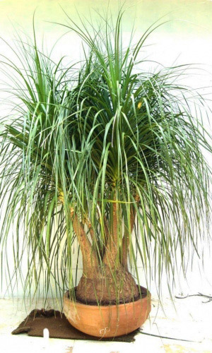 Бокарнея БУТЫЛОЧНАЯ ПАЛЬМА