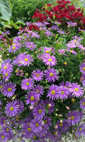 Брахикома СИНИЙ БЛЕСК