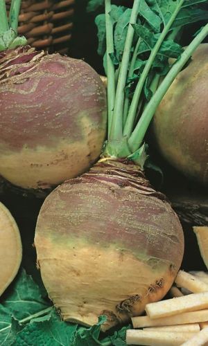 Брюква ГЕРА