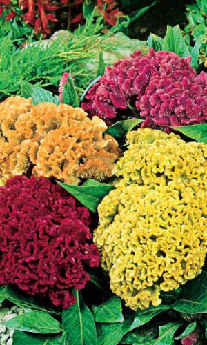 Целозия гребенчатая КОРАЛЛОВЫЙ САД МИКС