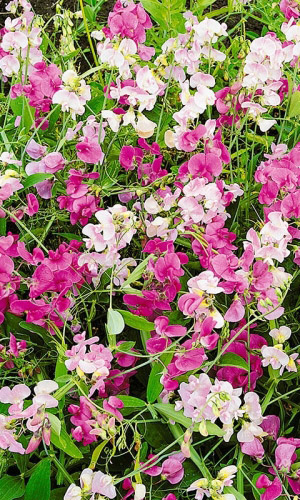 Чина широколистная СМЕСЬ ОКРАСОК