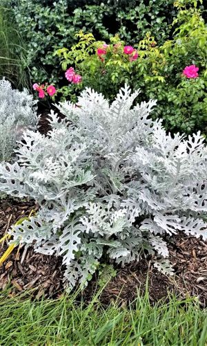 Цинерария СЕРЕБРЯНОЕ КОПЫТЦЕ