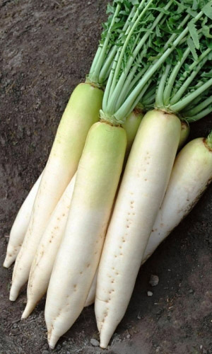 Дайкон ЦЕЗАРЬ