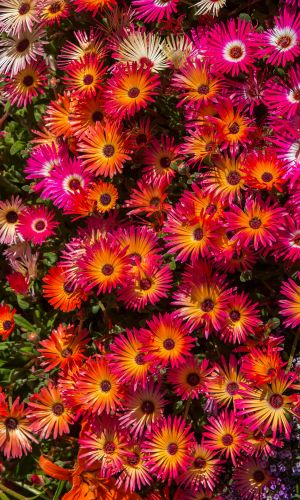 Доротеантус маргаритковидный БЭМБИ КРАСНЫЙ