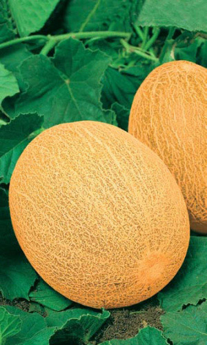 Дыня АНАНАС