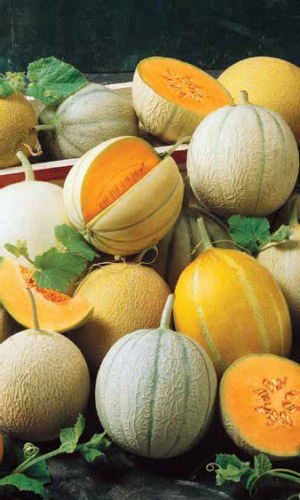 Дыня СМЕСЬ СУПЕРРАННИХ СОРТОВ