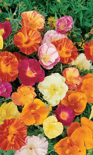 Эшшольция СМЕСЬ ОКРАСОК