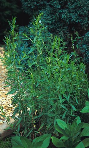 Эстрагон (тархун) ЗЕЛЁНЫЙ ДОЛ