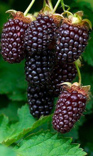 Ежемалина БОЙСЕНБЕРРИ