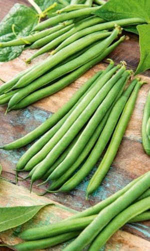 Фасоль ЭКСАЛТО